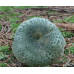 Мицелий Сыроежки зеленоватой (Russula virescens)